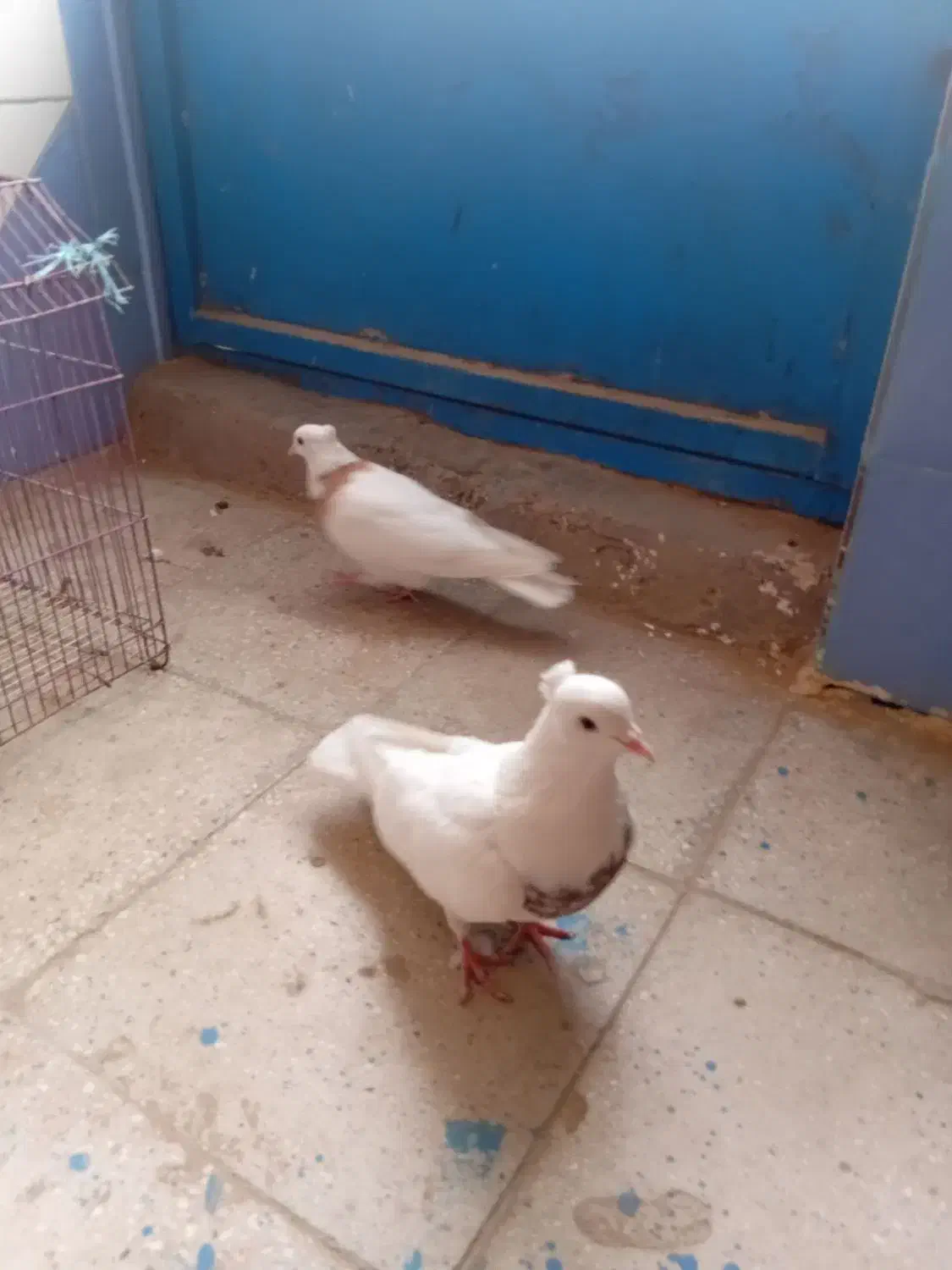 کبوتر|پرنده|امیدیه, |دیوار