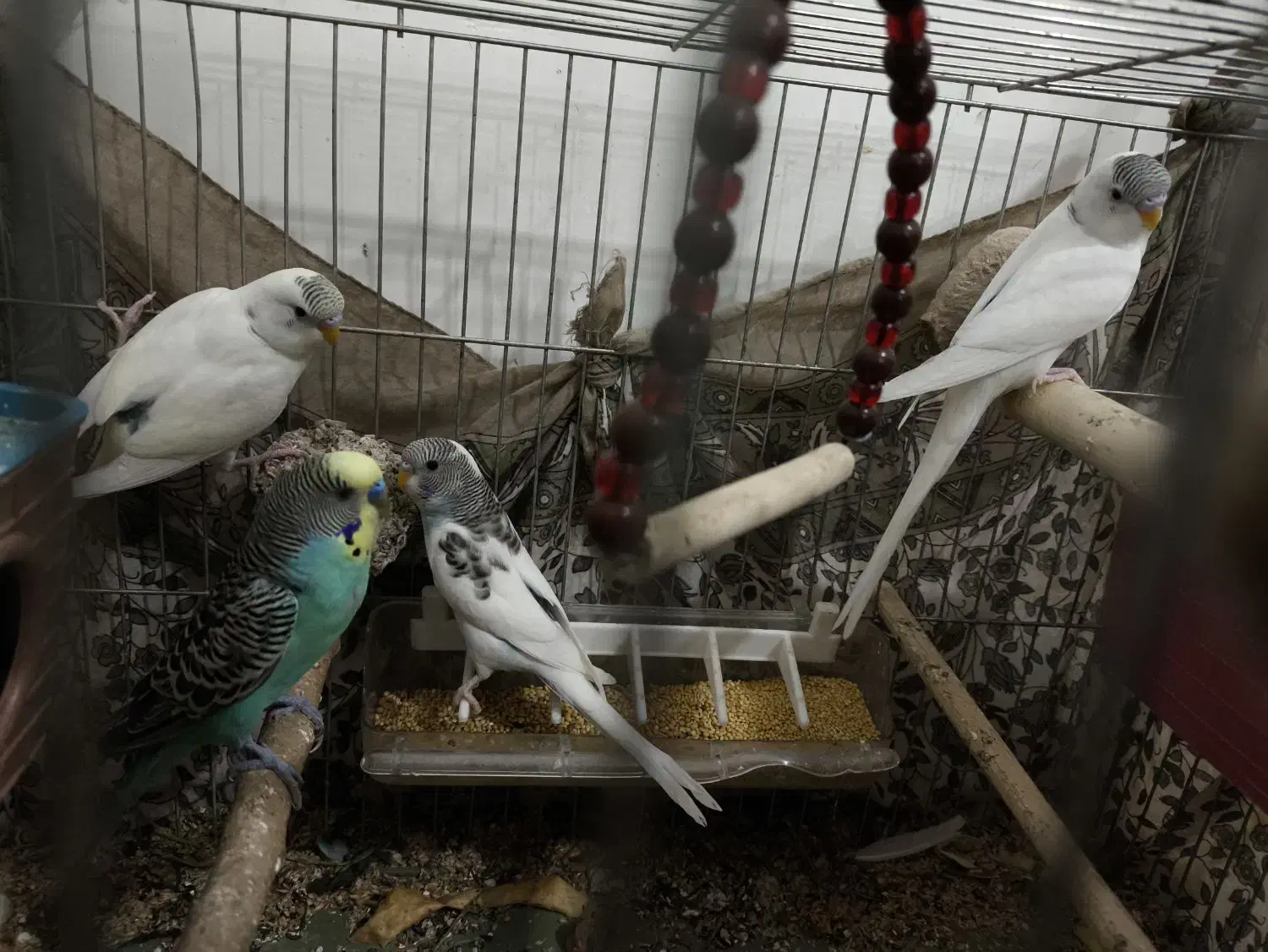 مرغ عشق|پرنده|سردشت, |دیوار