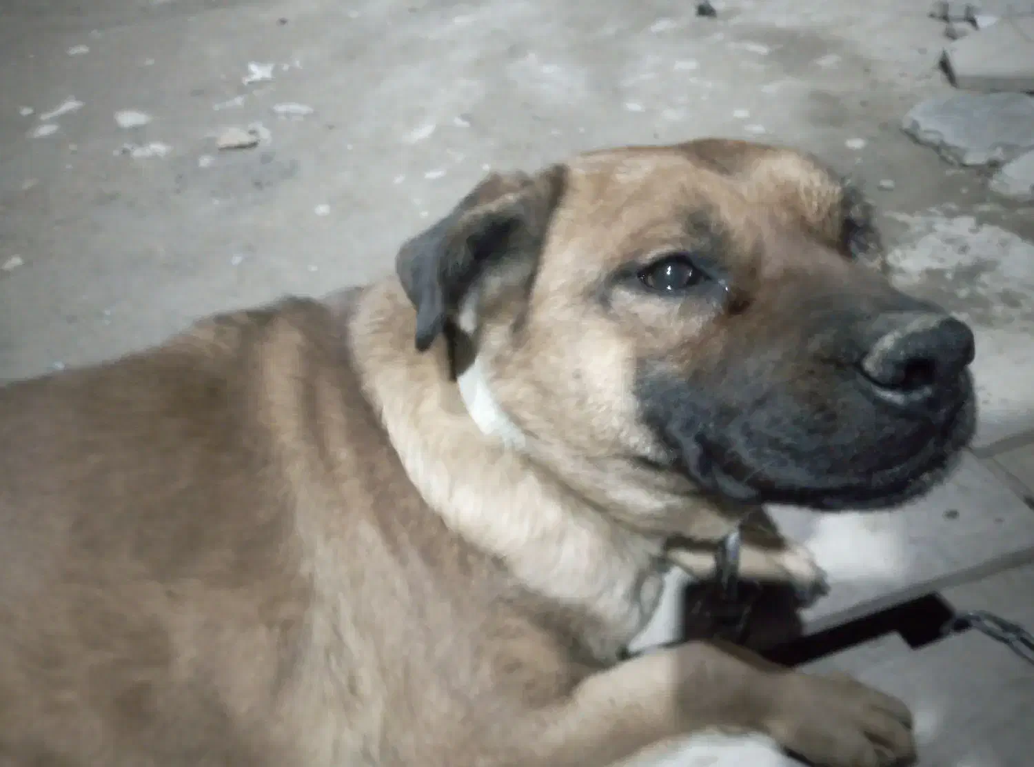 سگ گمشده|حیوانات|باسمنج, |دیوار