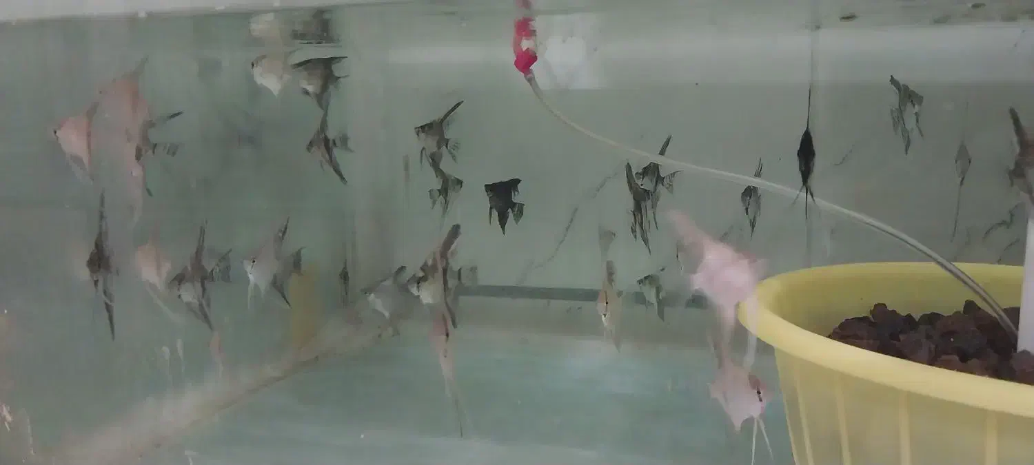 تولید و تکثیر انواع ماهی های زینتی|ماهی|بروجرد, |دیوار