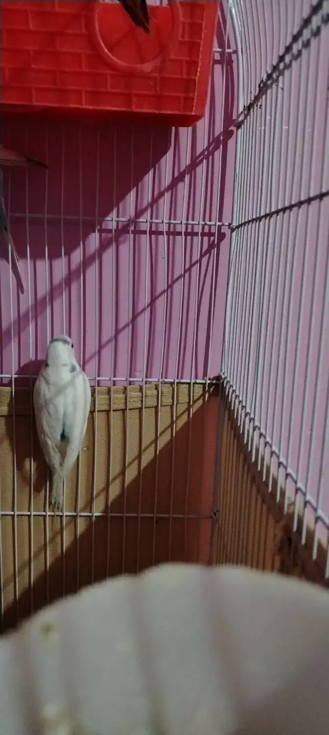 2 جفت مرغ عشق کار داده سالم|پرنده|قزوین, |دیوار