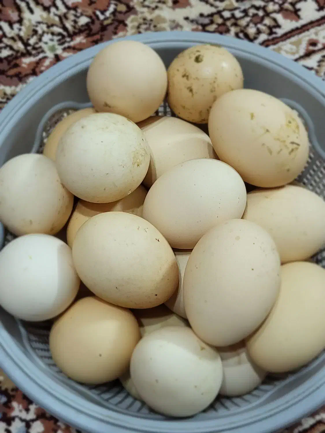 تخم مرغ نطفه دار محلی|حیوانات مزرعه|جلین, |دیوار