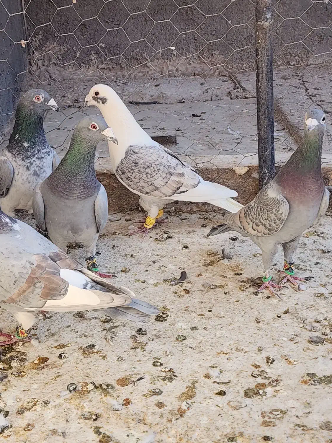 ۵ عدد طاوسیی نامبروان|پرنده|مشهد, شهرک بهارستان|دیوار