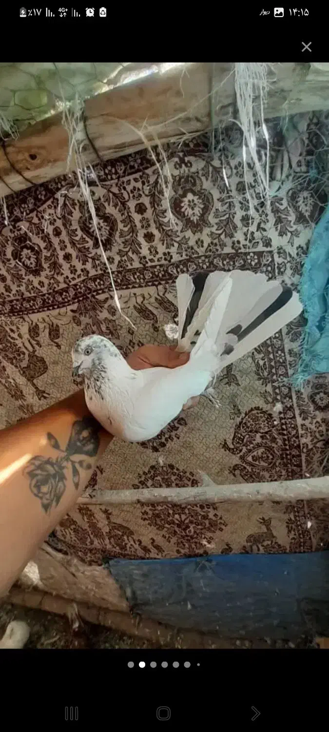 طوقی نر|پرنده|اردبیل, |دیوار