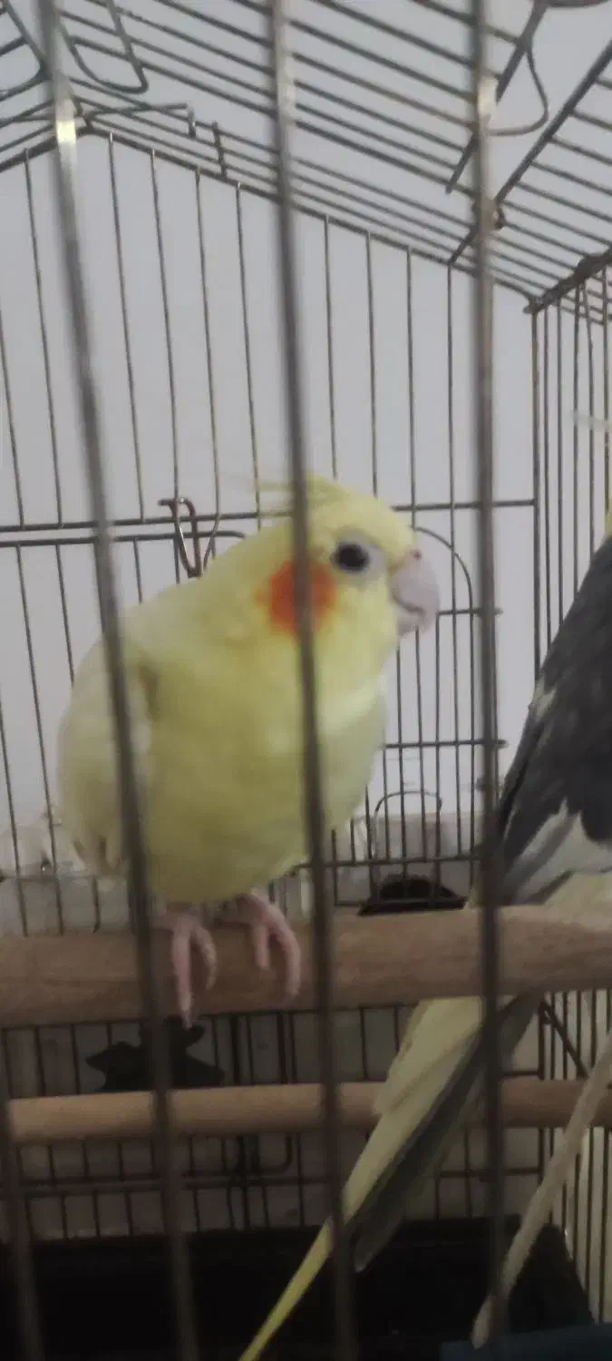 عروس هلندی ماده|پرنده|شیروان (خراسان), |دیوار