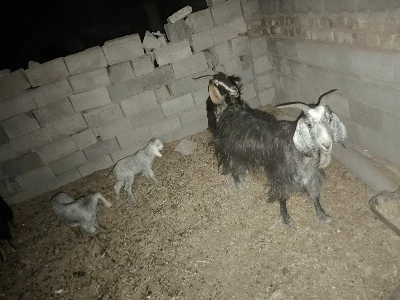 بز و کهره نر|حیوانات مزرعه|شیراز, داریون|دیوار