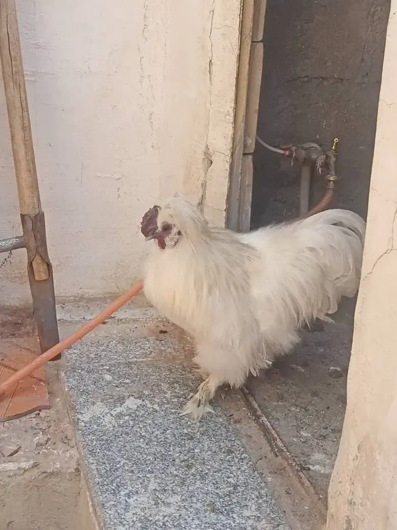 مرغ ابریشمی زیبا|حیوانات مزرعه|بانه, |دیوار