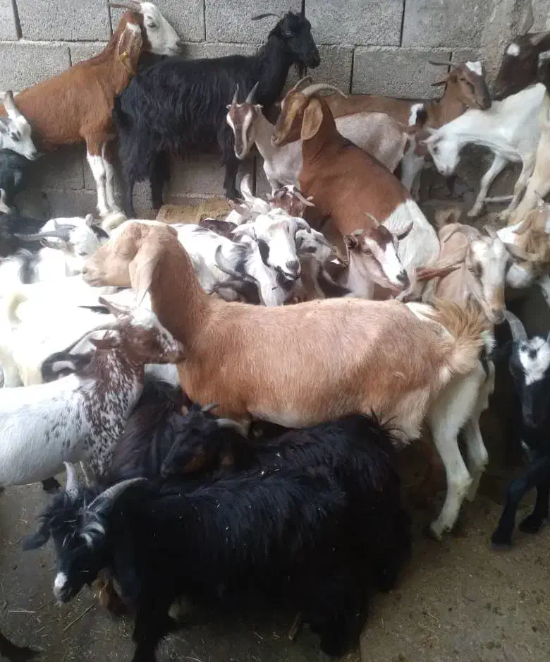 کهره نر و بز با قصابی خود بندرعباس|حیوانات مزرعه|بندرعباس, |دیوار