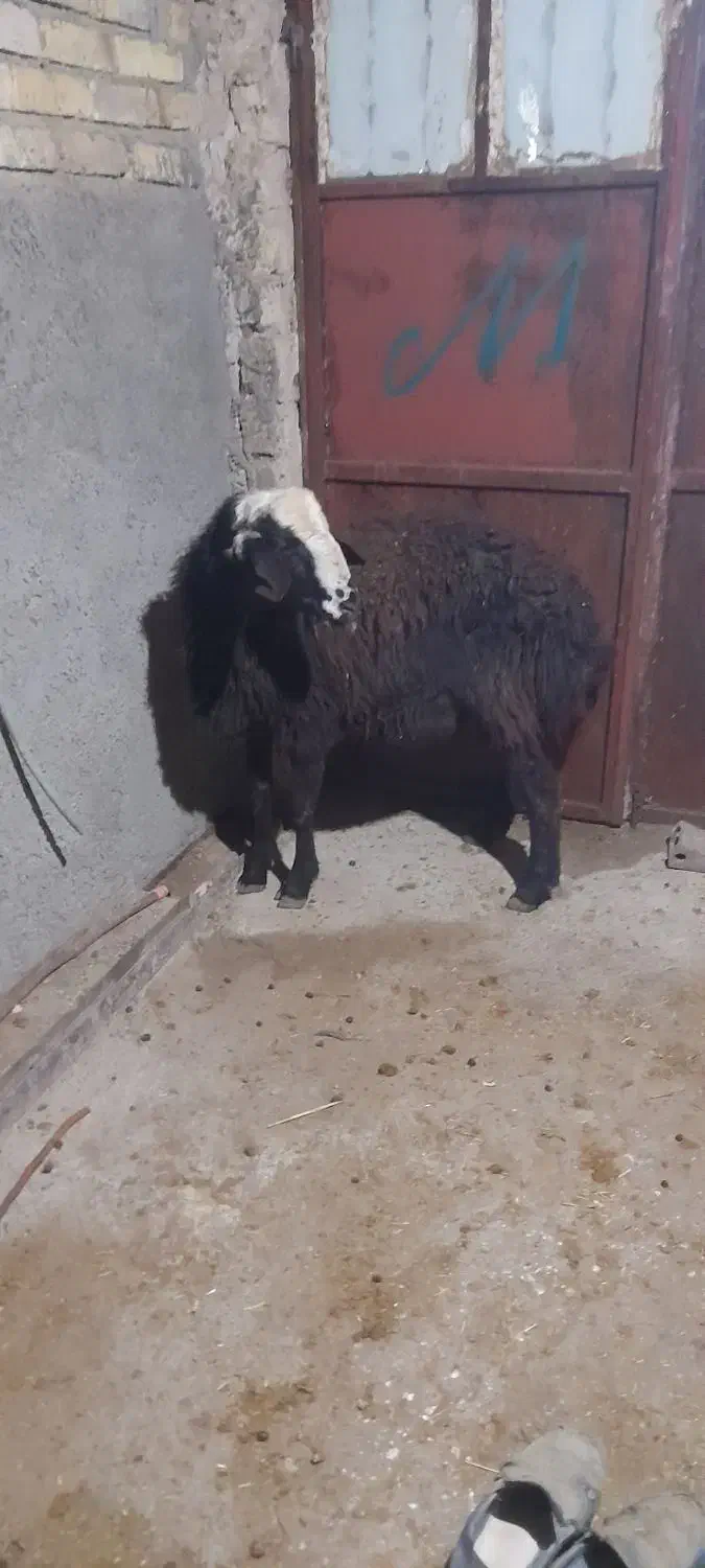 قوچ شال|حیوانات مزرعه|قیدار, |دیوار