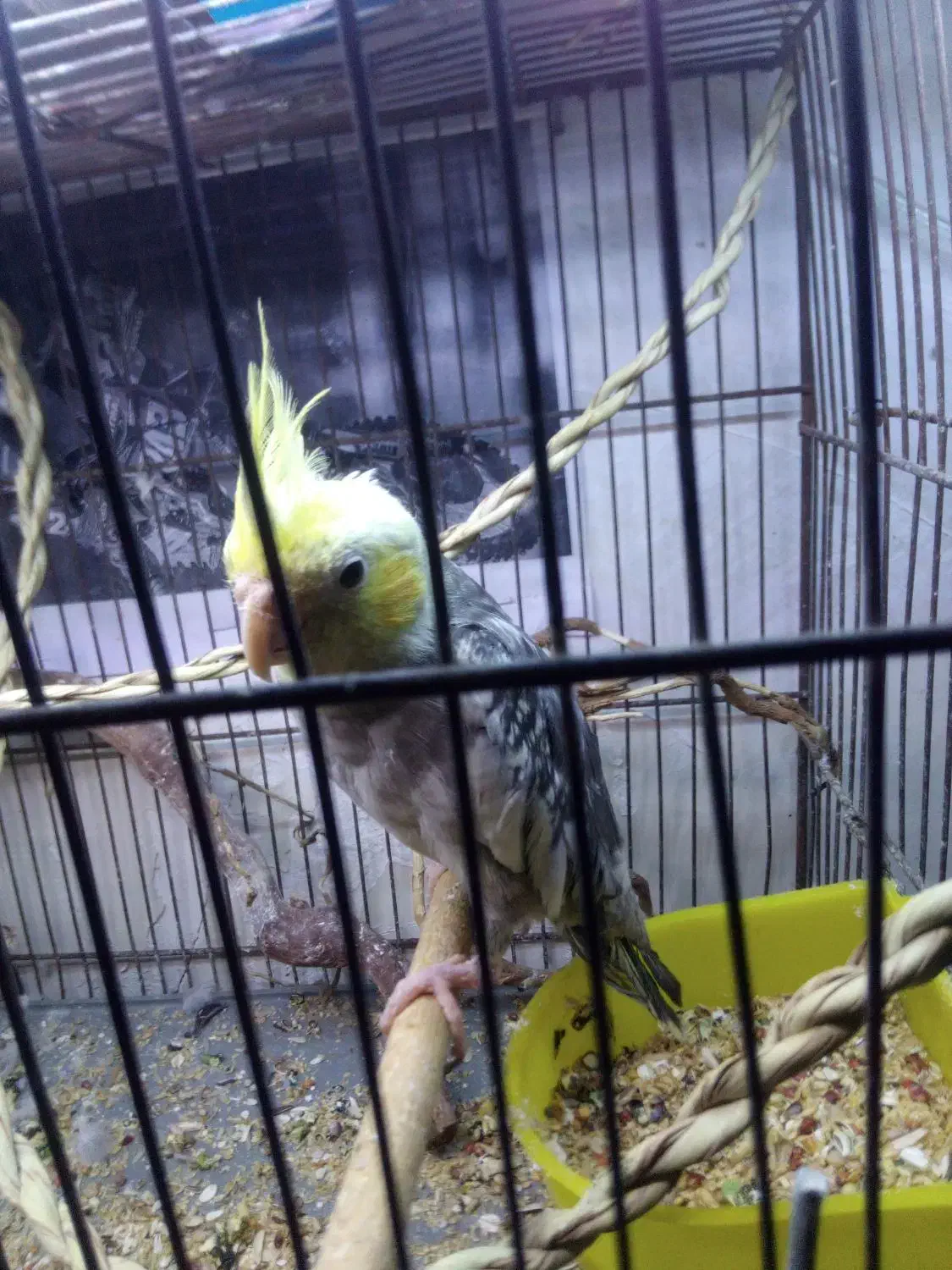 کوتوله عروس هلندی|پرنده|قم, انصار‌الحسین|دیوار