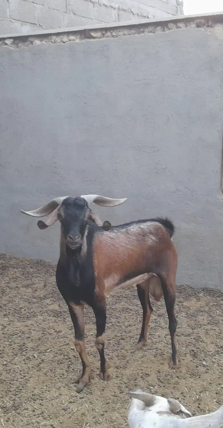 فروش پازن|حیوانات مزرعه|لامرد, |دیوار