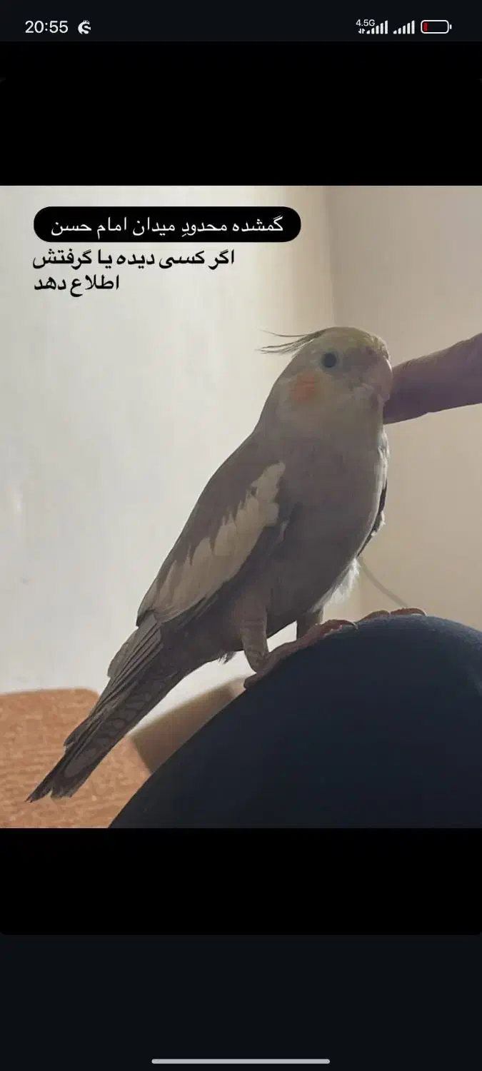 عروس هلندی|پرنده|شهر بابک, |دیوار