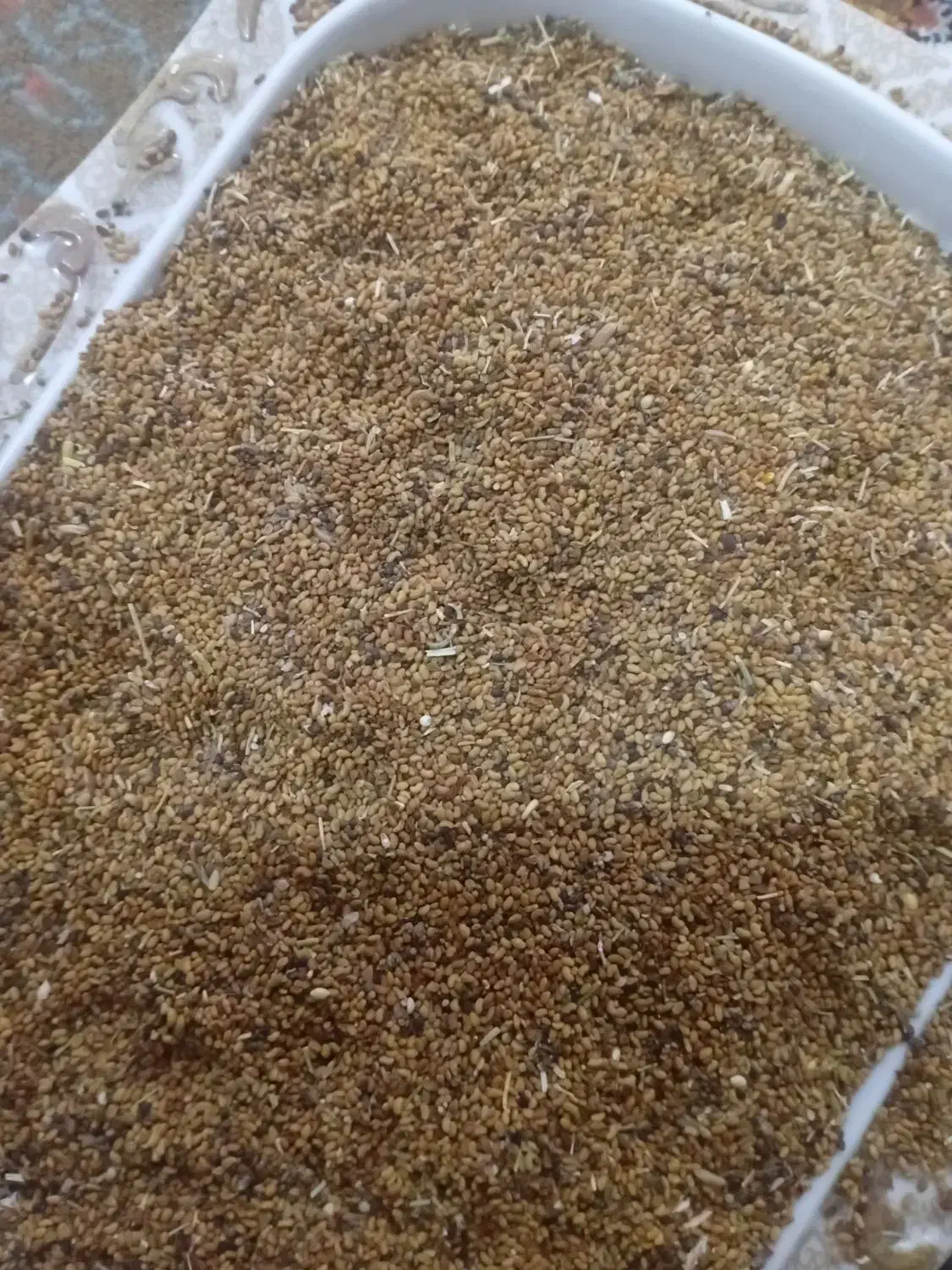 فروش یونجه با کاشت یک بار ۱۲ سال برداشت|گل و گیاه طبیعی|هریس, |دیوار