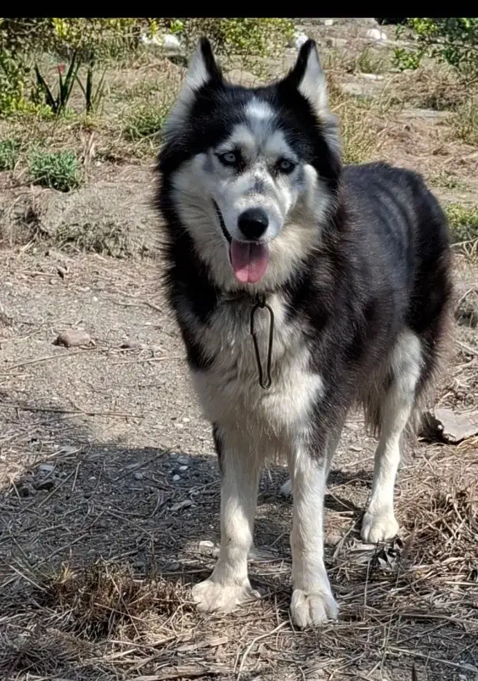 معاوضه سگ هاسکی با سگ ژرمن، دوبرمن، سرابی|سگ|میناب, |دیوار