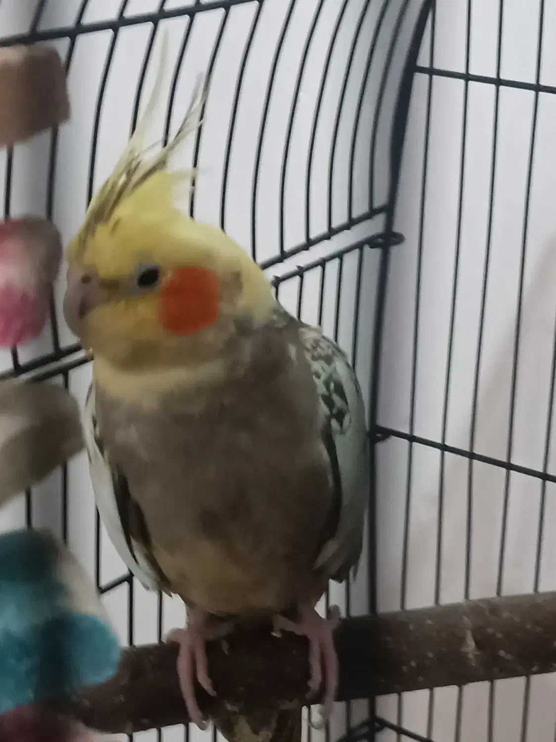 عروس هلندی ماده|پرنده|فردیس, فردیس|دیوار