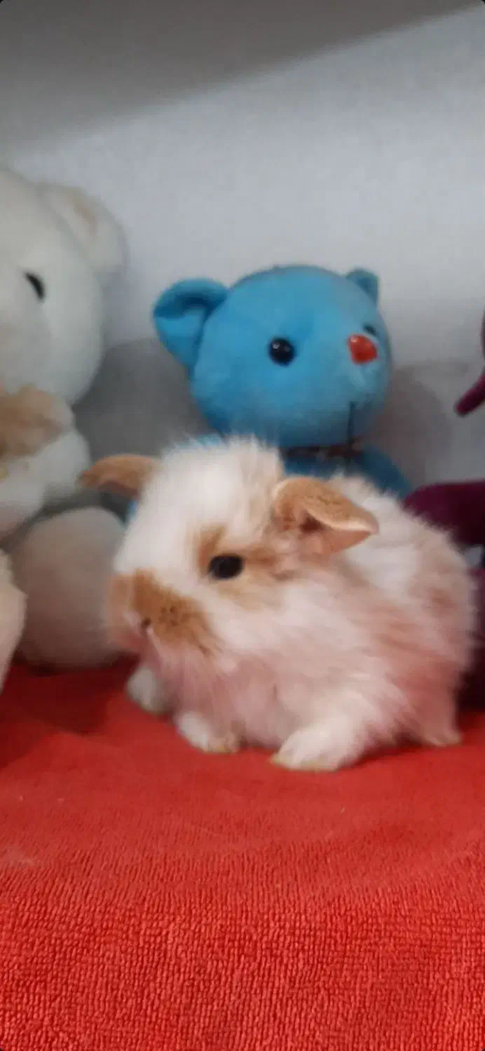 خرگوش لوپ مینیاتوری تعداد و تک|موش و خرگوش|تهران, آرژانتین|دیوار