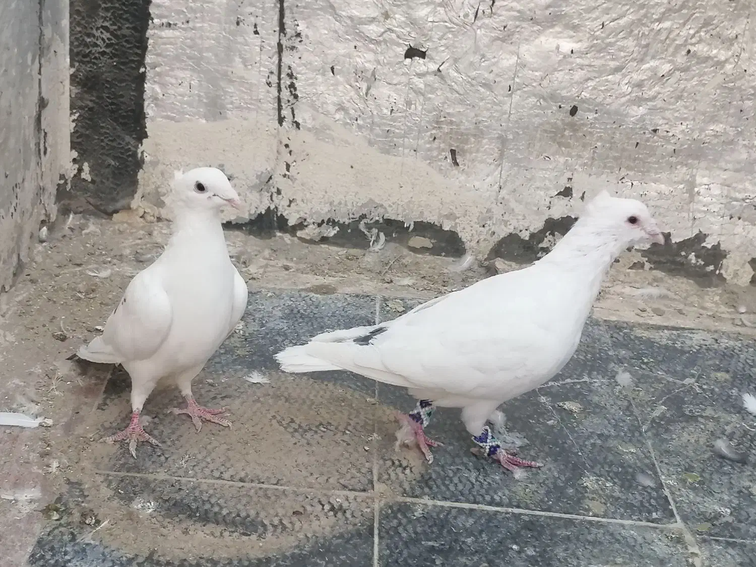 سفید پلاکی کاکلی بیرجندی یا پاکستانی|پرنده|شیراز, حجت آباد|دیوار