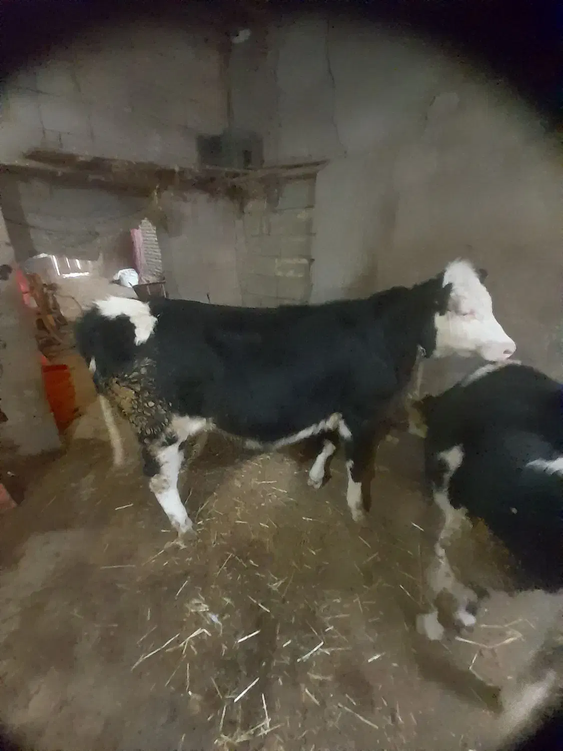 عرضه گوشت گوساله و بره سبک وزن واقعی|خوردنی و آشامیدنی|نمین, |دیوار