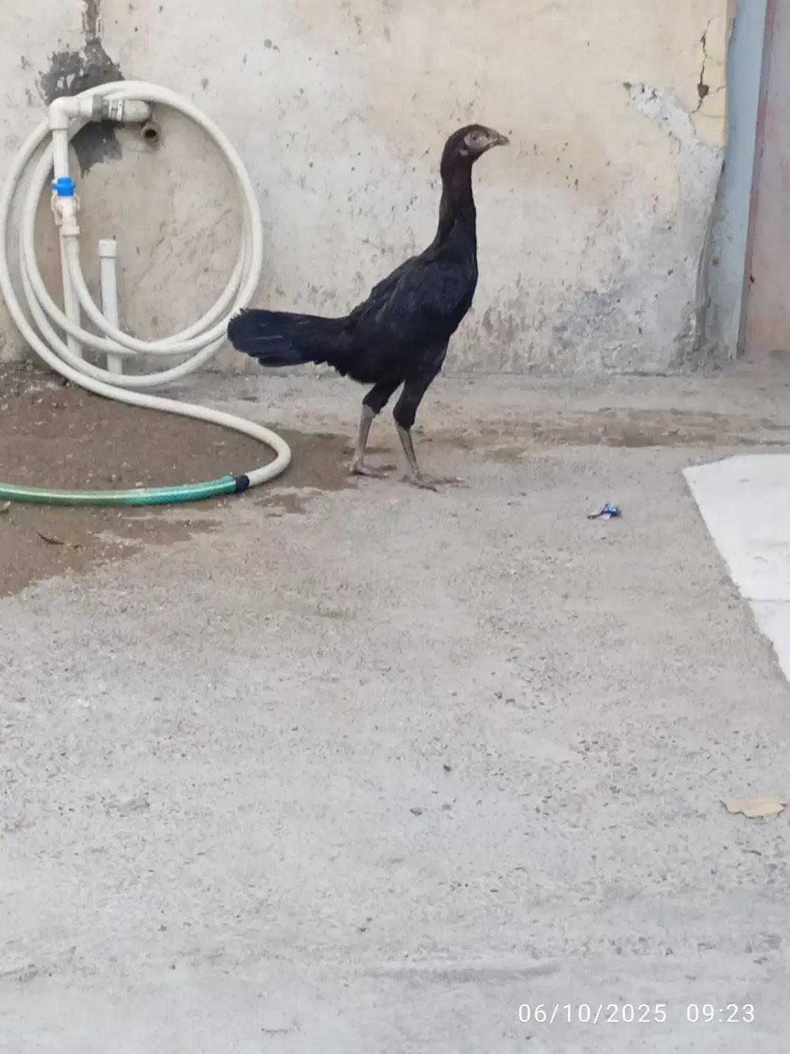 مرغ سیاه معاوضه بافنج یامرغ عشق|پرنده|میناب, |دیوار