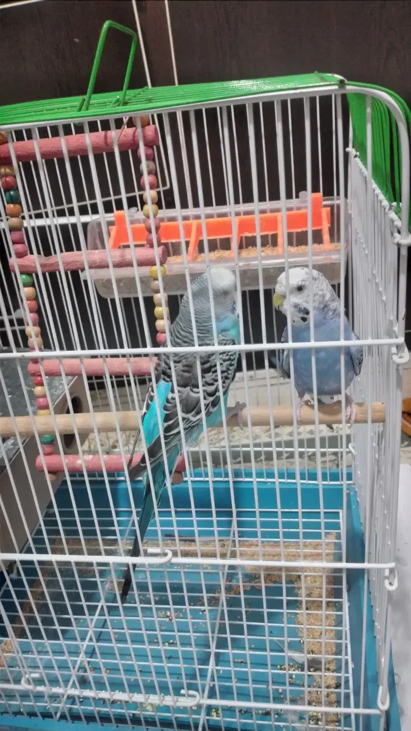 دوعدد مرغ عشق موعد صاحب جوجه|پرنده|ایلام, |دیوار