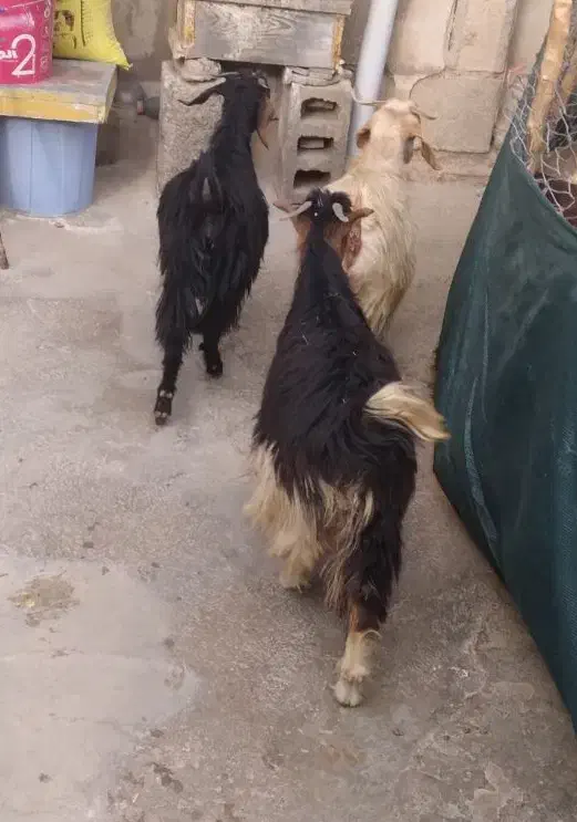 بره و بزغاله|حیوانات مزرعه|ایلام, |دیوار