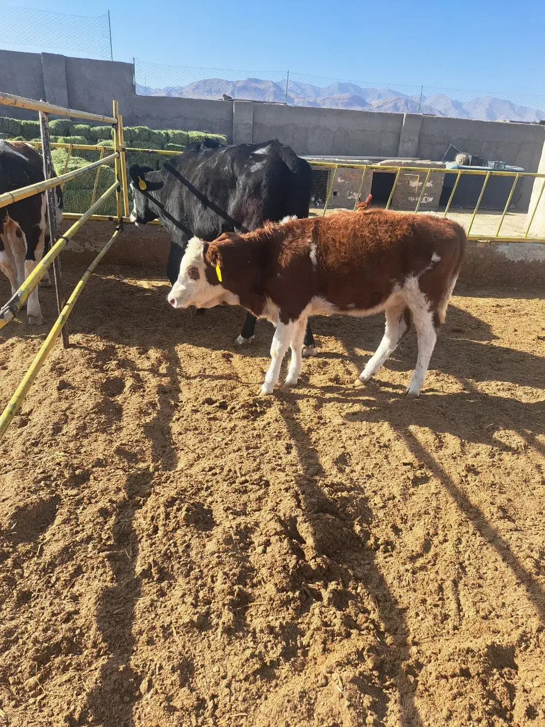 گوساله از گاوداری تلیسه درجه یک|حیوانات مزرعه|سبزوار, قصبه شرقی|دیوار