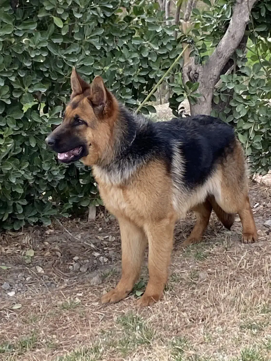 سگ ژرمن۳ساله جفت نخورده|سگ|ملایر, |دیوار