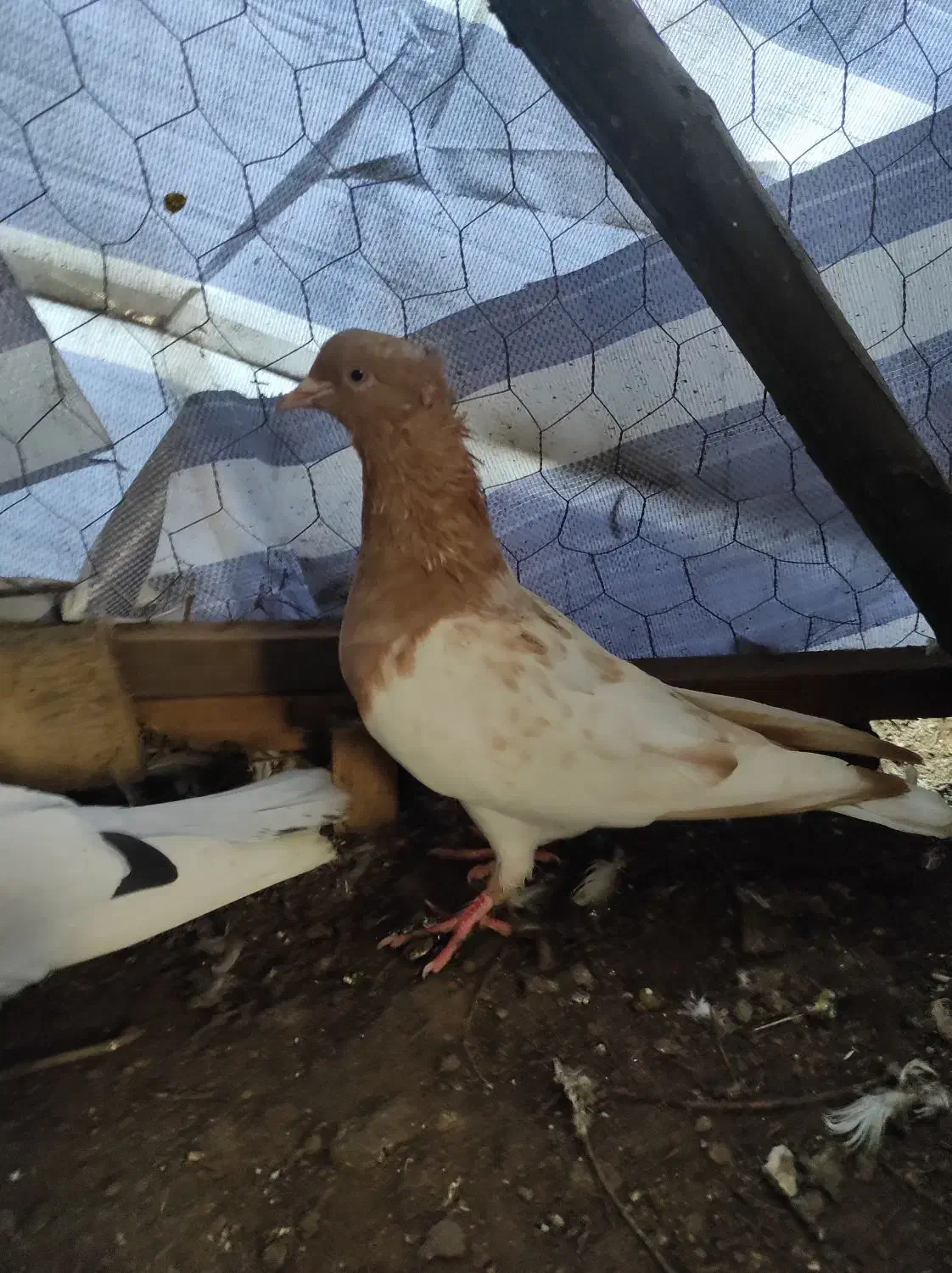 کبوتر|پرنده|رشت, گلباغ نماز|دیوار