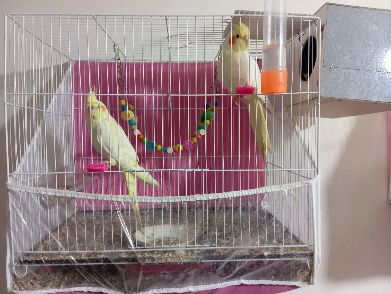 عروس هلندی|پرنده|رضویه, |دیوار