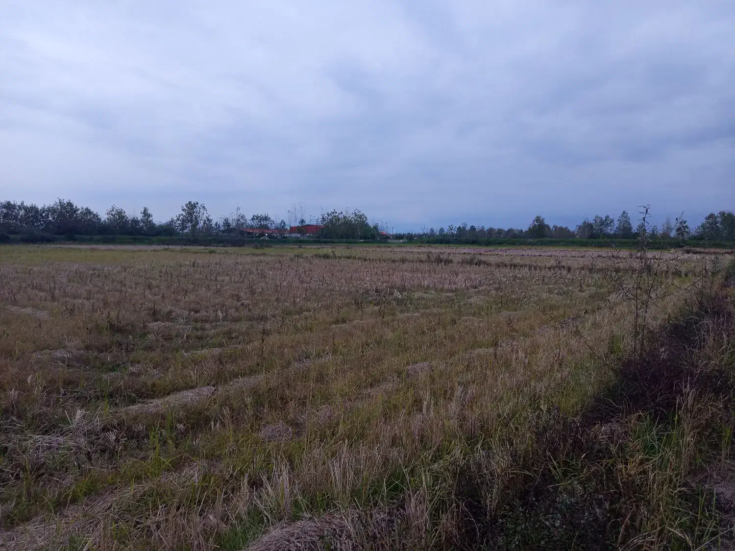 زمین کشاورزی سنتی|فروش زمین و ملک کلنگی|شفت, |دیوار