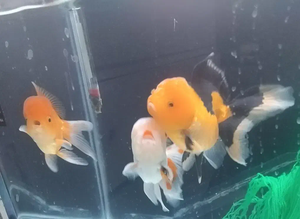 گلدفیش گریدAA|ماهی|قم, علی آباد سعدگان|دیوار