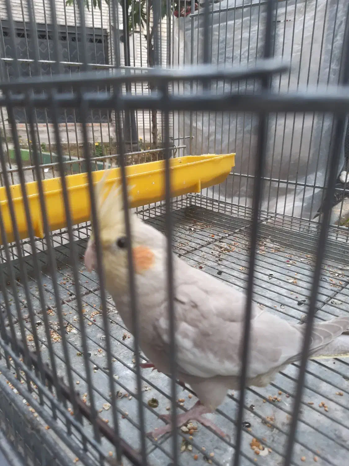 عروس هلندی|پرنده|فومن, |دیوار