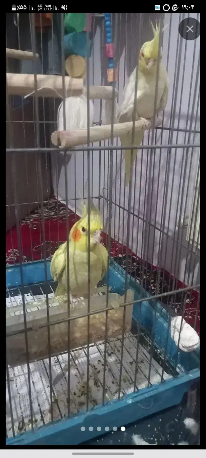 طوطی عروهلندی|پرنده|الوند, |دیوار