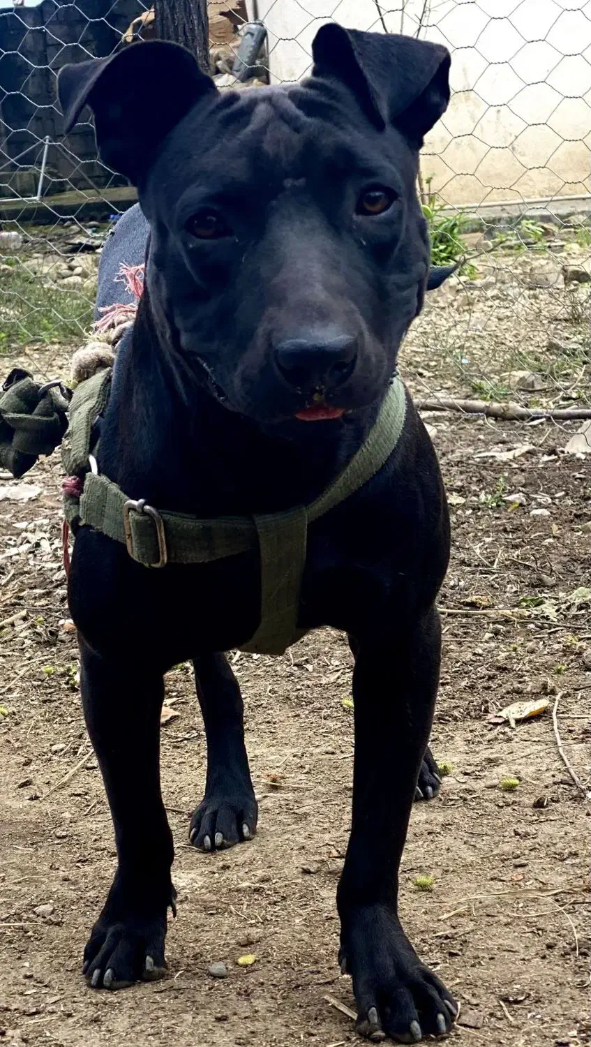 سگ پیتبول|سگ|ماسال, |دیوار