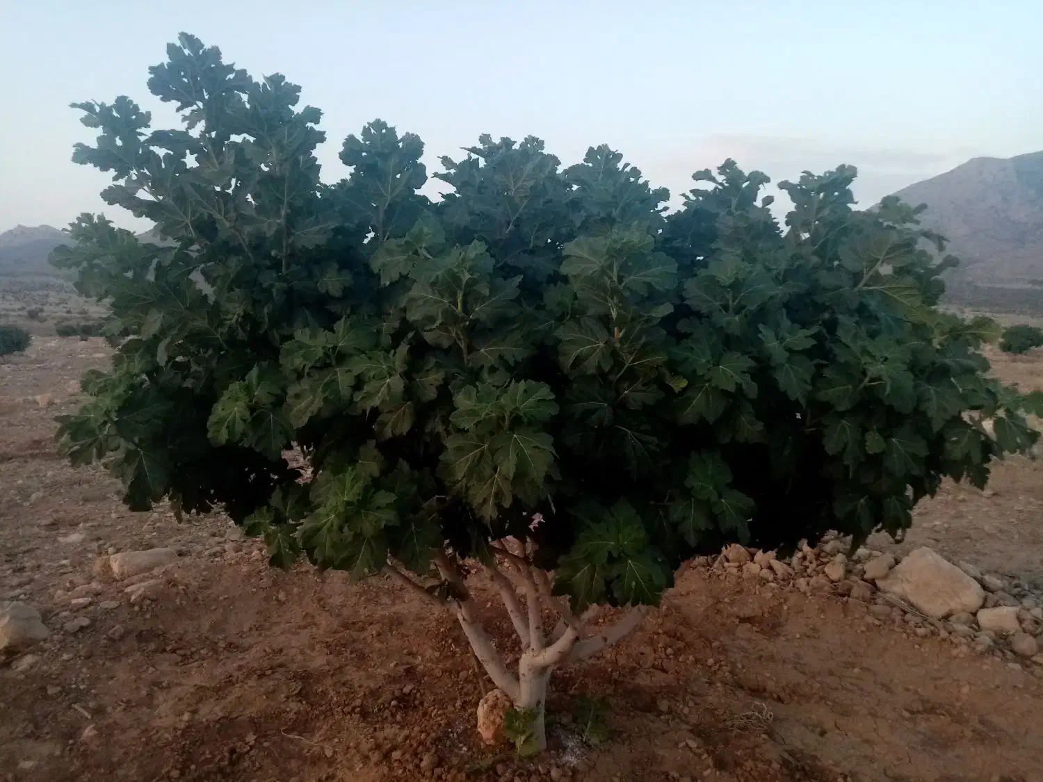 لوله کشی کشاورزی پلیکا ونافی (سه راه دستی)|خدمات باغبانی و درختکاری|نیریز, |دیوار