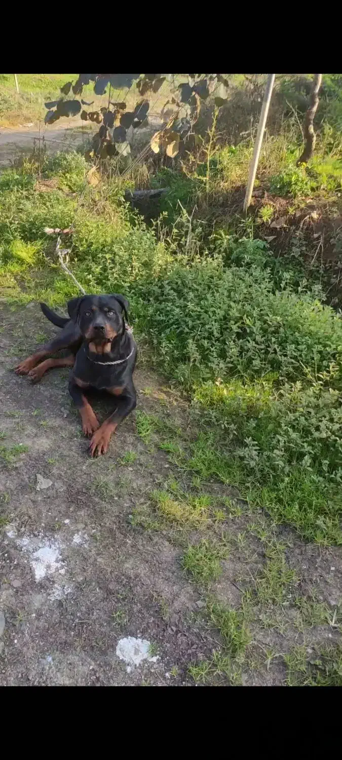 روتوایلر پوزه مکعبی|سگ|لاهیجان, انقلاب|دیوار