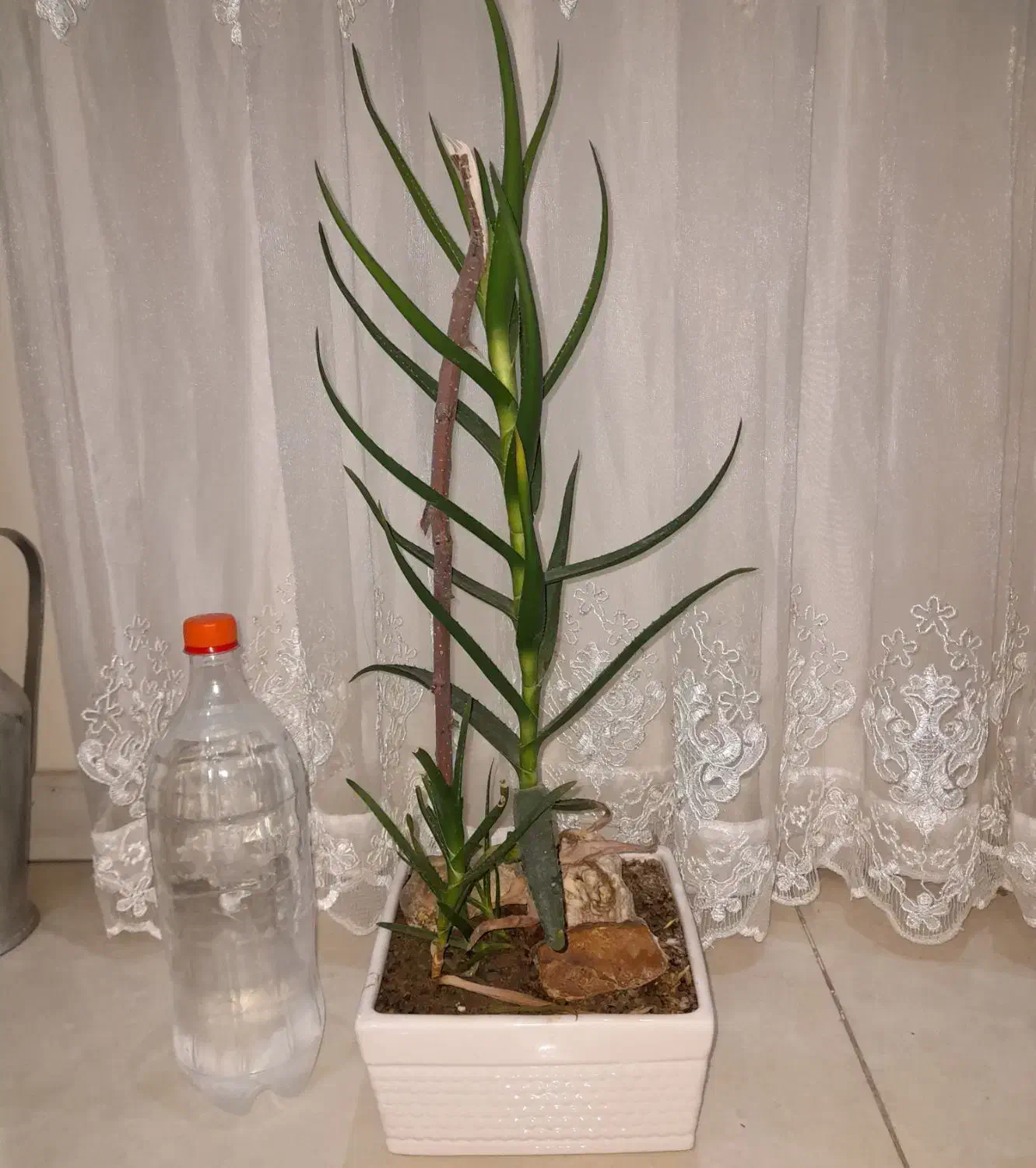 گیاه شاخ بزی|گل و گیاه طبیعی|تهران, مشیریه|دیوار