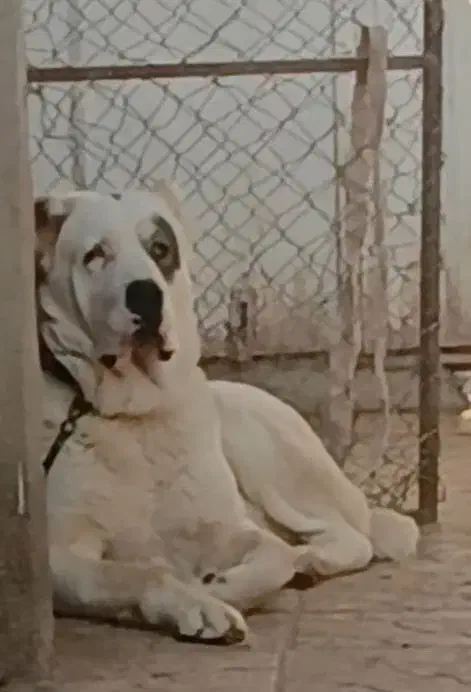 طوفان آلابای|سگ|تهران, مخصوص|دیوار