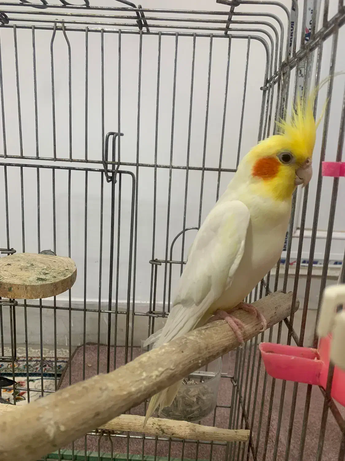 فروش عروس هلندی|پرنده|کامیاران, |دیوار