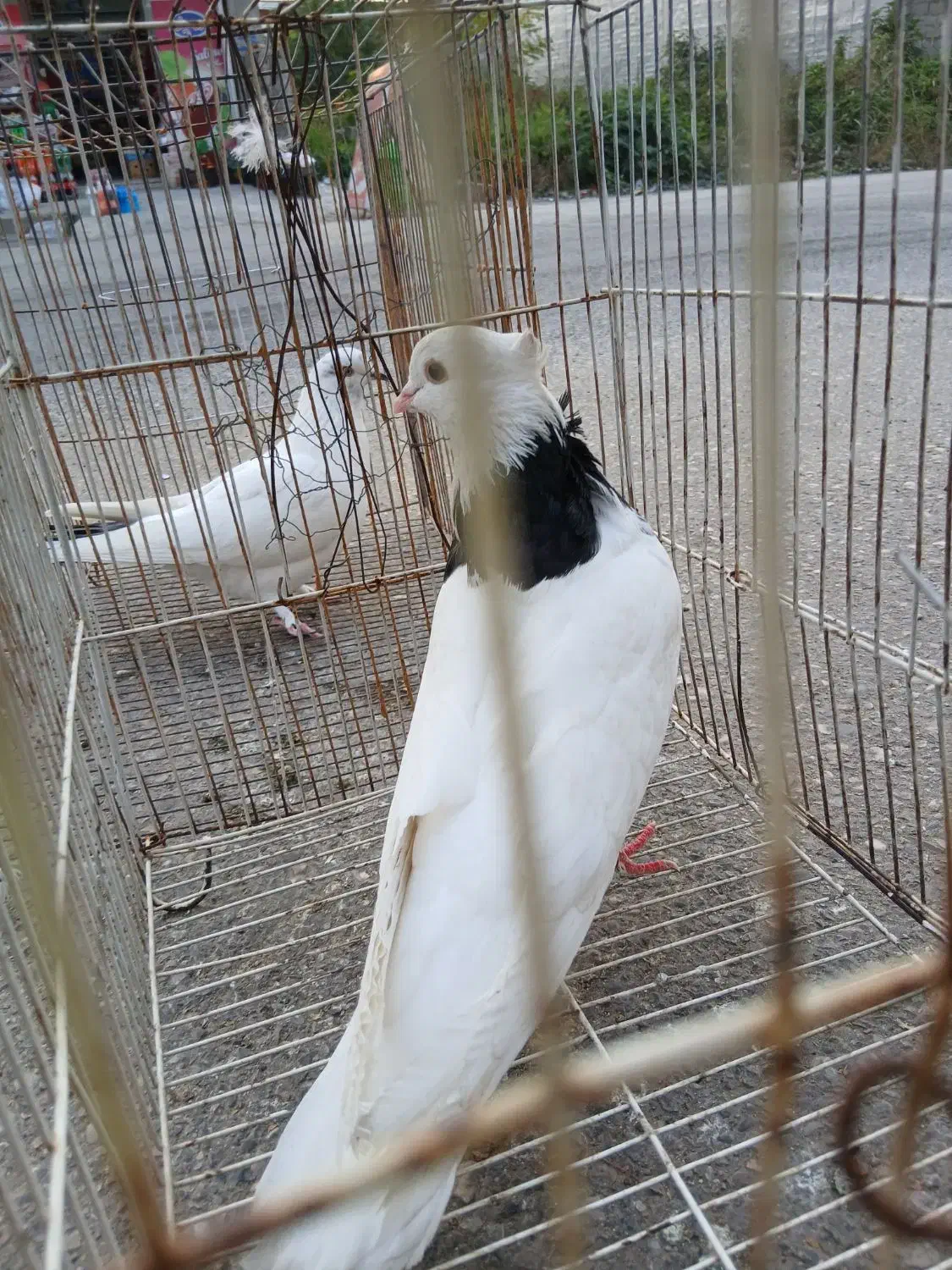 توقی کبوتر مرغ عشق|پرنده|نکا, |دیوار