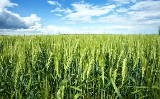 کود  پایه   برای  کشت گندم|خدمات باغبانی و درختکاری|اهواز, بهارستان|دیوار