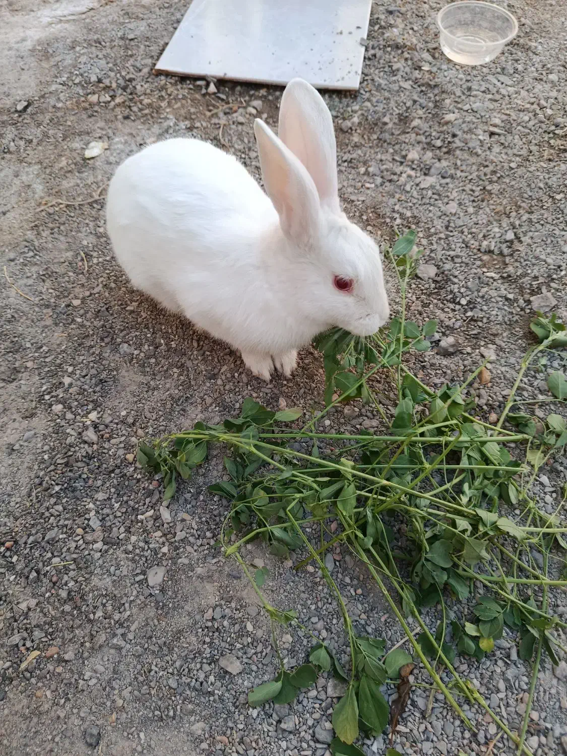 خرگوش خانگی|موش و خرگوش|گناباد, |دیوار