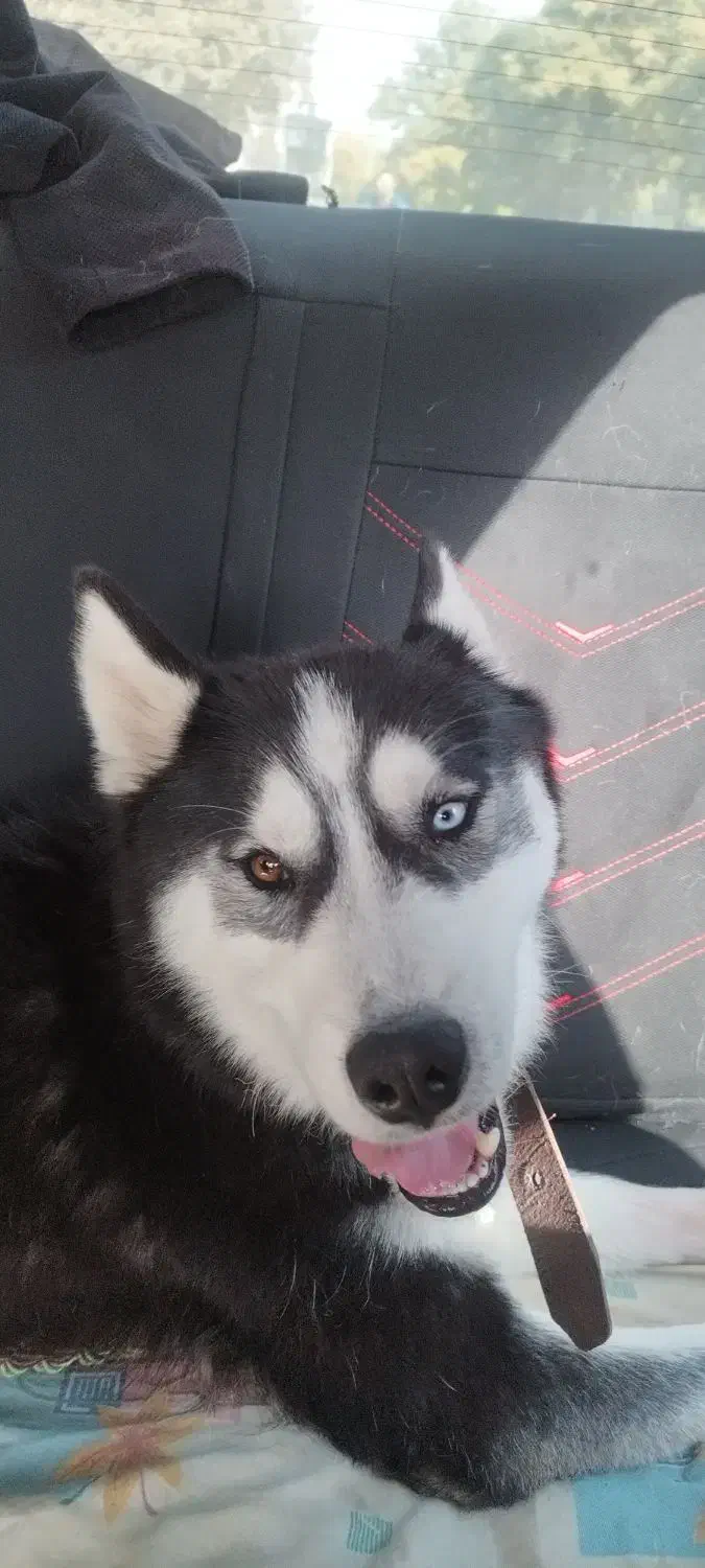 سگ هاسکی بسیار زیبا|سگ|دشتابی, |دیوار