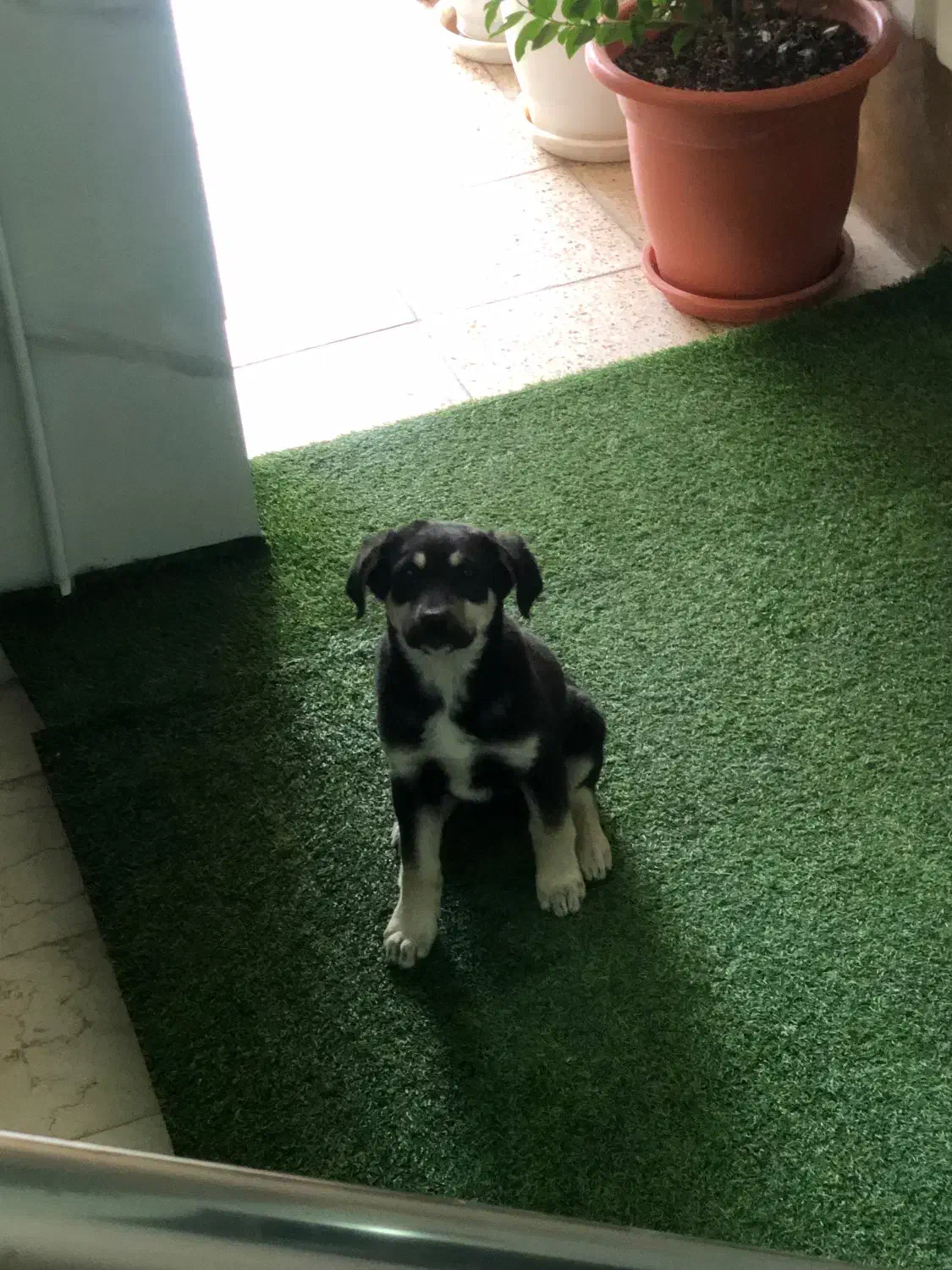 واگذاری سگ|سگ|شاهین‌شهر, نظامی|دیوار