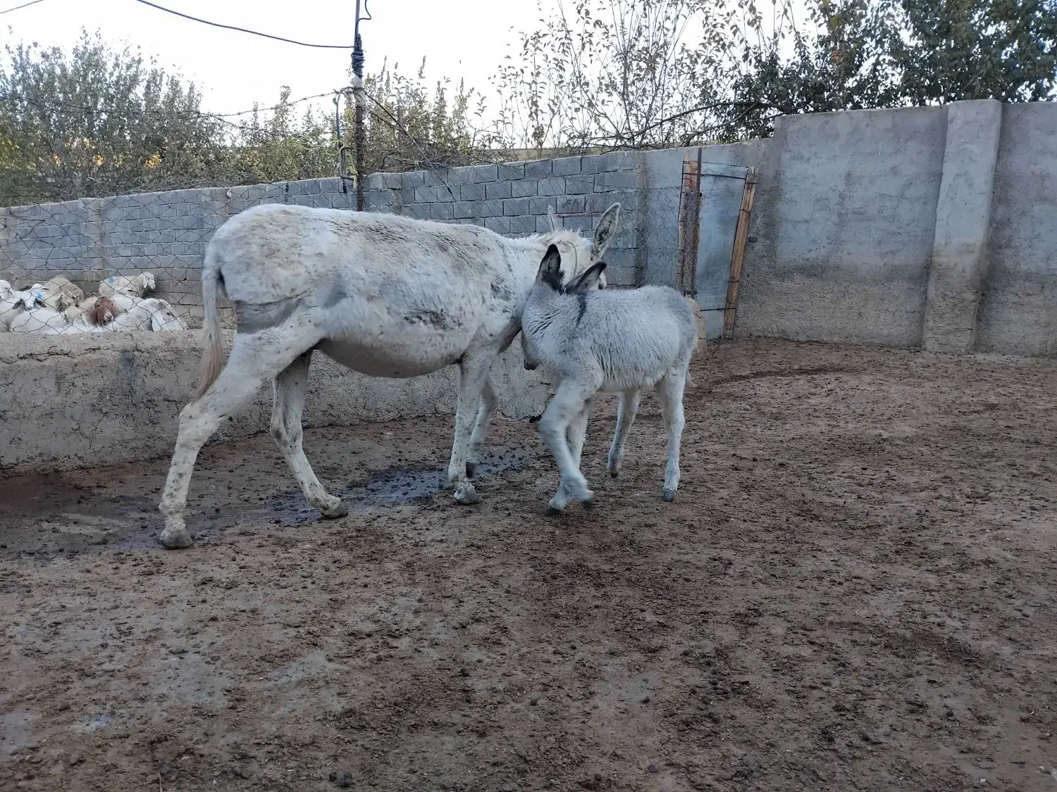 یک الاق با کره نر گوسفندی|حیوانات مزرعه|بجنورد, |دیوار