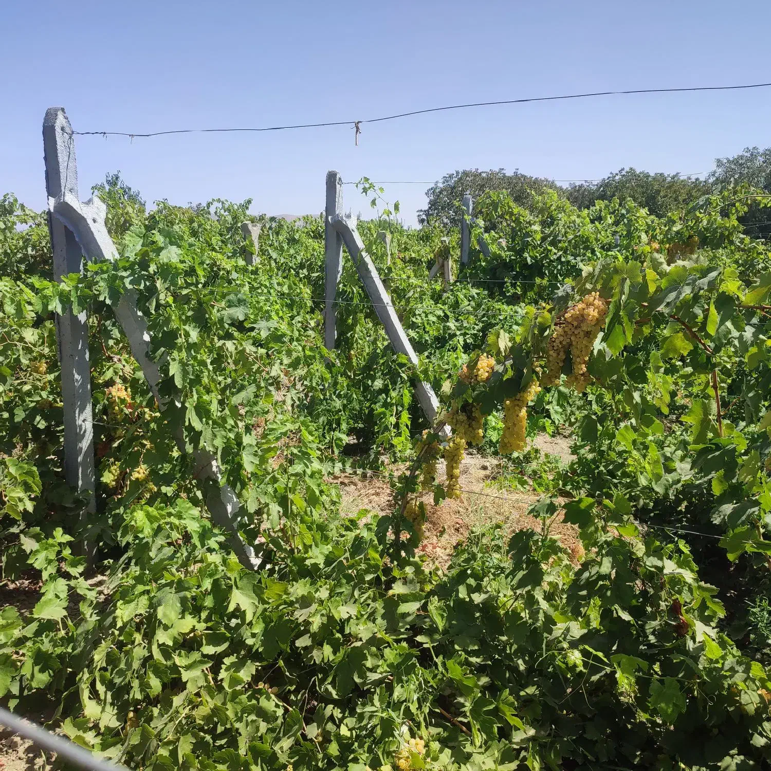 فروش باغ و باغچه جاده شهید کلانتری|فروش زمین و ملک کلنگی|نوشین شهر, |دیوار