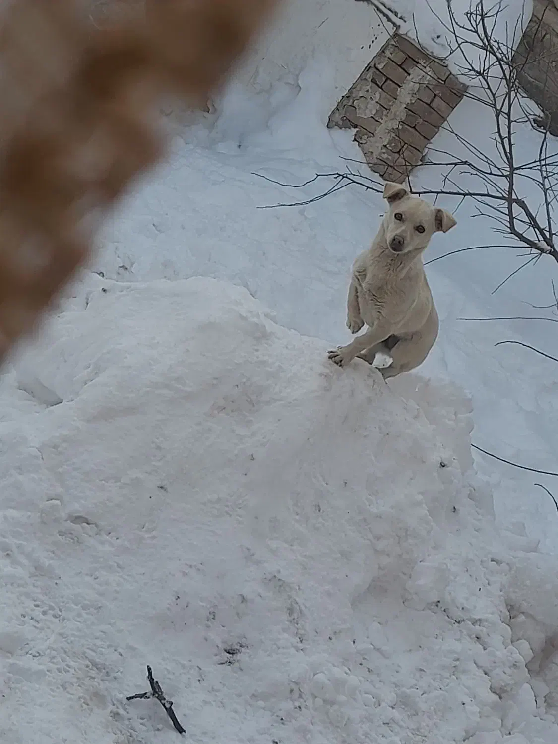 سگ پاکوتاه|سگ|قوچان, |دیوار