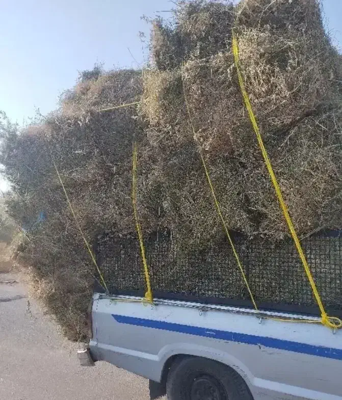 بیده یونجه فقط تماس|عمدهفروشی|میناب, |دیوار