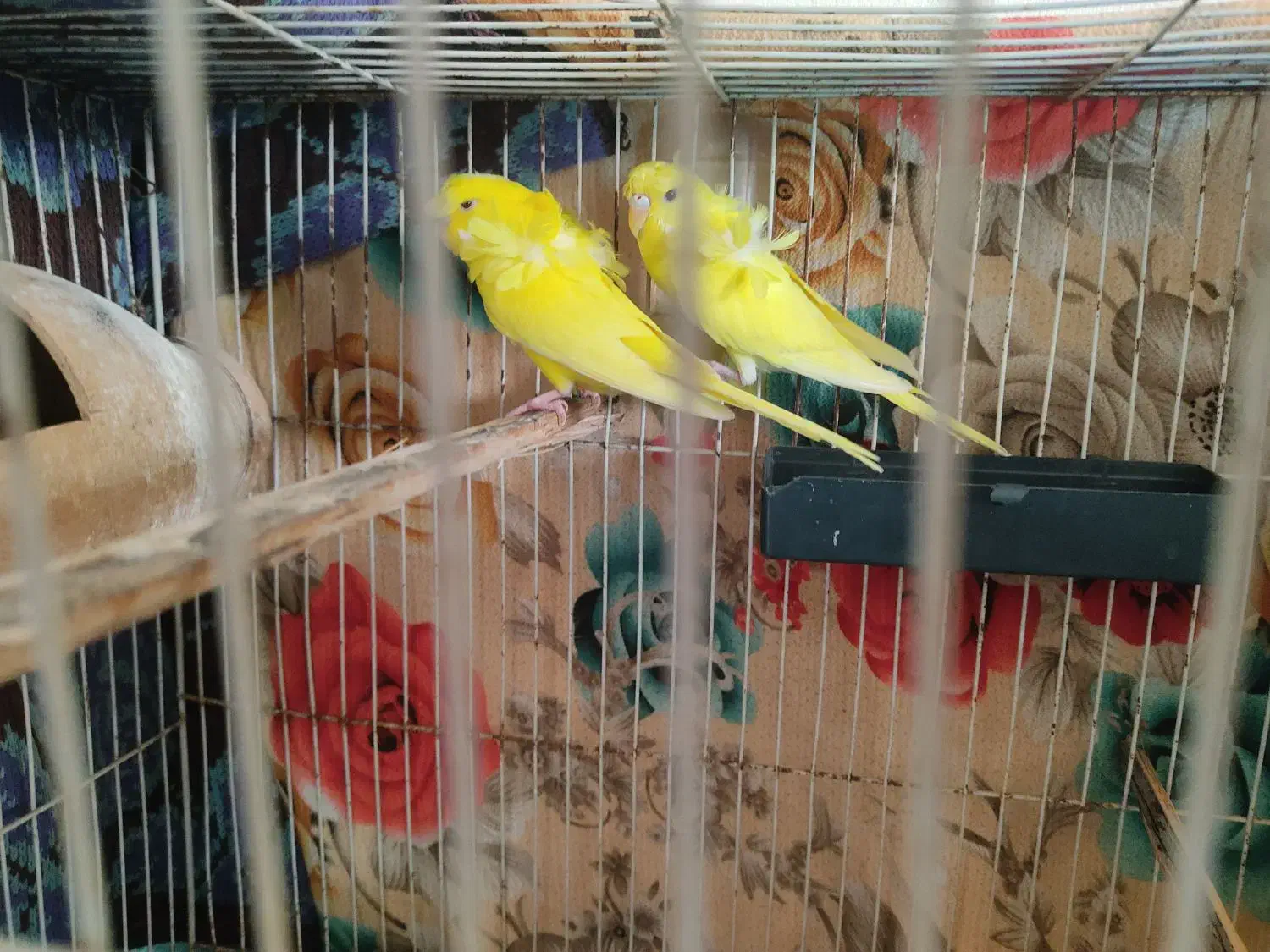 مرغ عشق|پرنده|ایرانشهر, |دیوار