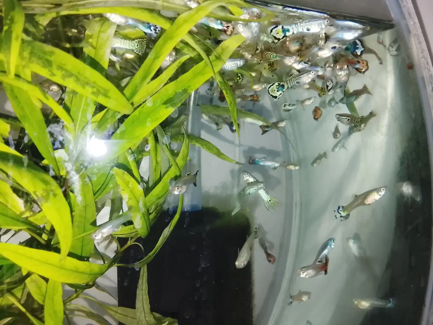 ماهی گوپی کاشمر|ماهی|کاشمر, |دیوار